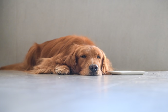 森乳 スーパーゴールド チキンプラスをレビュー！口コミ・評判をもとに