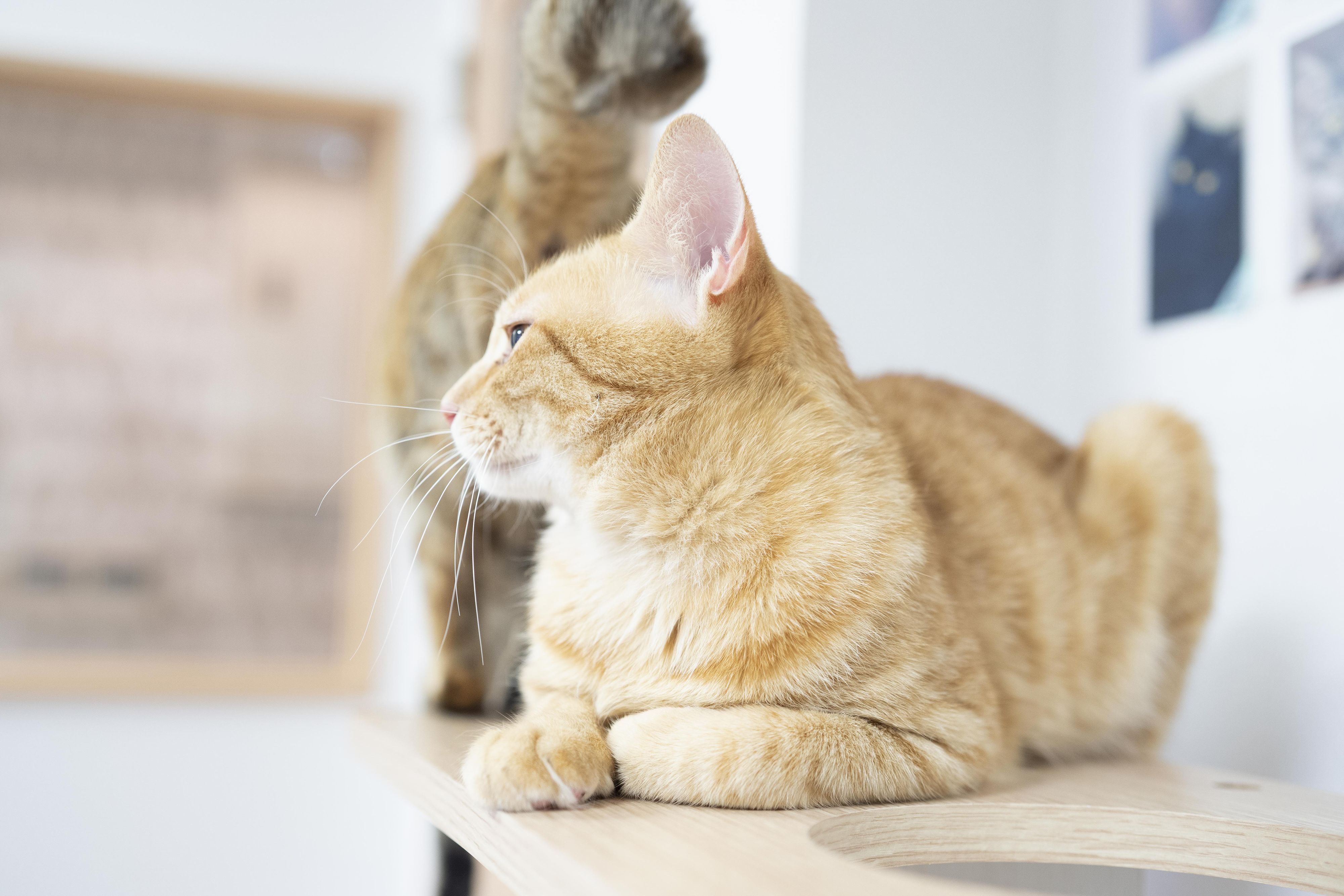 何も入れないまぐろだけのたまの伝説を全35商品と比較 口コミや評判を実際に使ってレビューしました Mybest