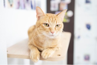 カルカンドライ毛玉ケア かつおとチキン味を全30商品と比較 口コミや評判を実際に使ってレビューしました Mybest