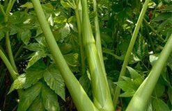 国内産の大麦若葉「明日葉」を使用
