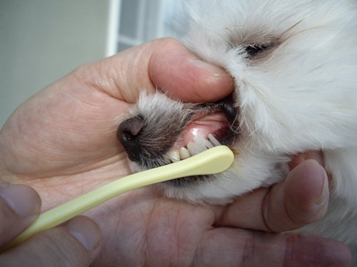 マインドアップ 犬口ケア歯ブラシ スモールヘッドソフトを全15商品と比較 口コミや評判を実際に使ってレビューしました Mybest