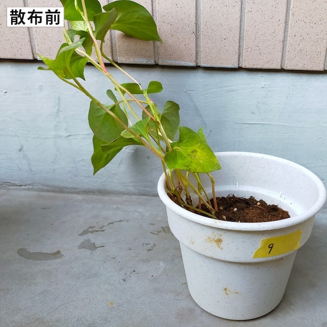 短期間で除草効果がでる。ドクダミを散布後5日でムラなく枯らした