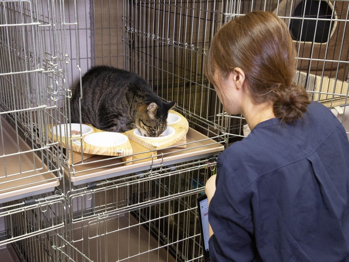 何も入れないまぐろだけのたまの伝説を全35商品と比較 口コミや評判を実際に使ってレビューしました Mybest