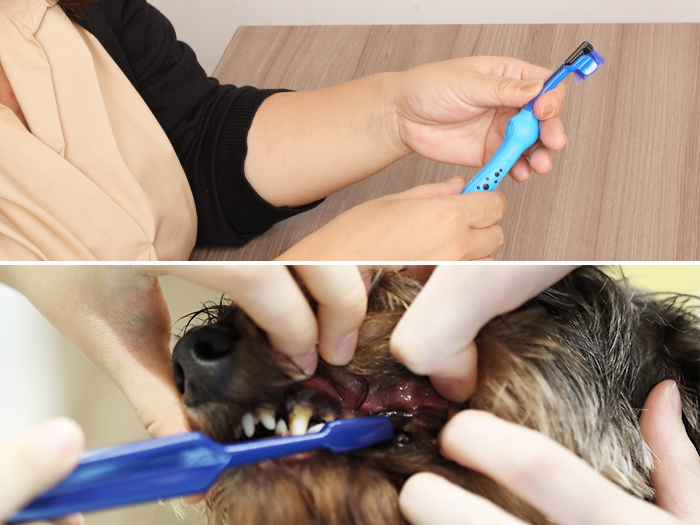 Lion ペットキッス 歯みがきシートを他商品と比較 口コミや評判を実際に使ってレビューしました Mybest