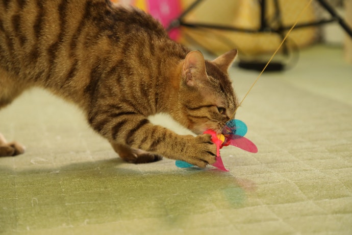 86％以上節約 ドギーマンハヤシ 用品事業部 ハヤシ じゃれ猫 ニャンチューパンチ qdtek.vn