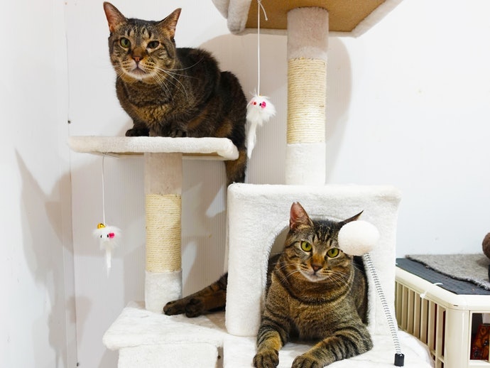 検証① 猫の満足度