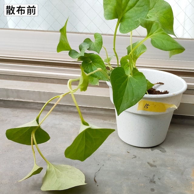 高い速攻性を発揮。散布5日後にドクダミが枯れた