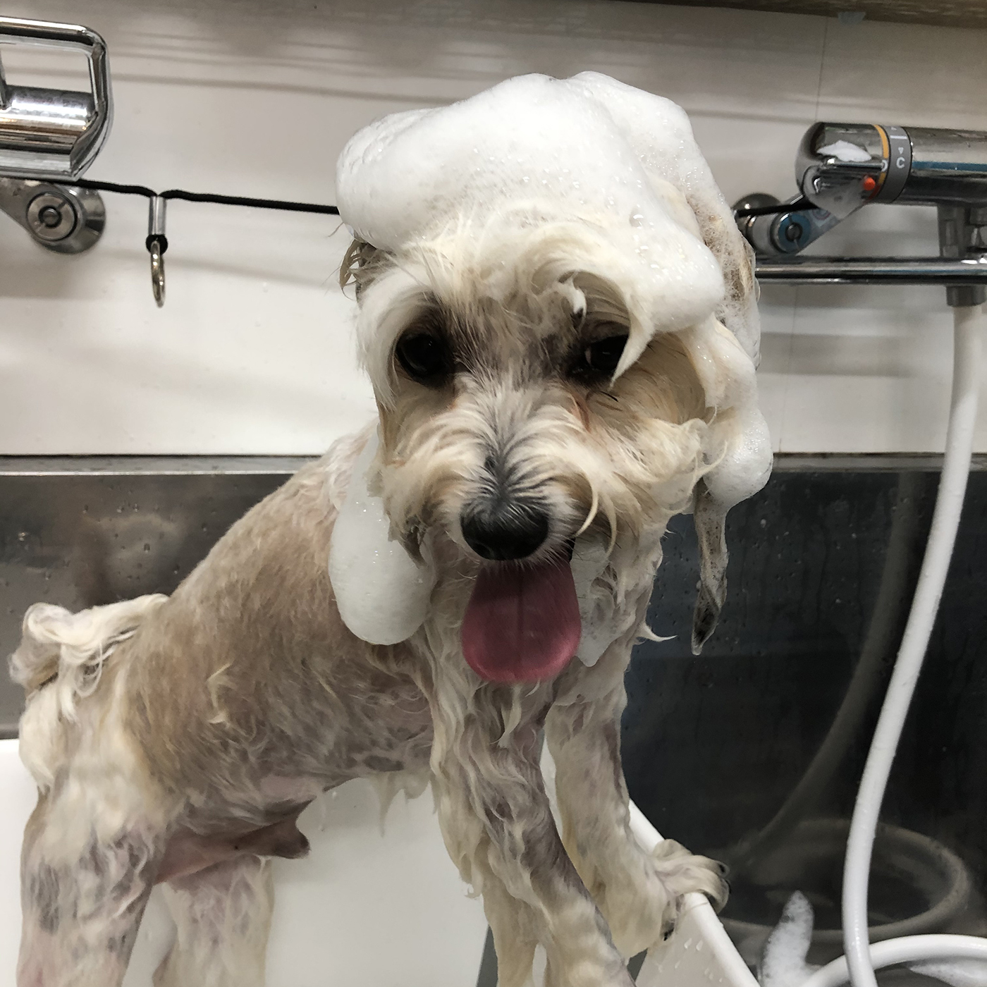 予約中 ニチドウ ミラクル ゼネラルシャンプー 業務用３ｌ 全犬種用 とってもマイルド Dprd Jatimprov Go Id