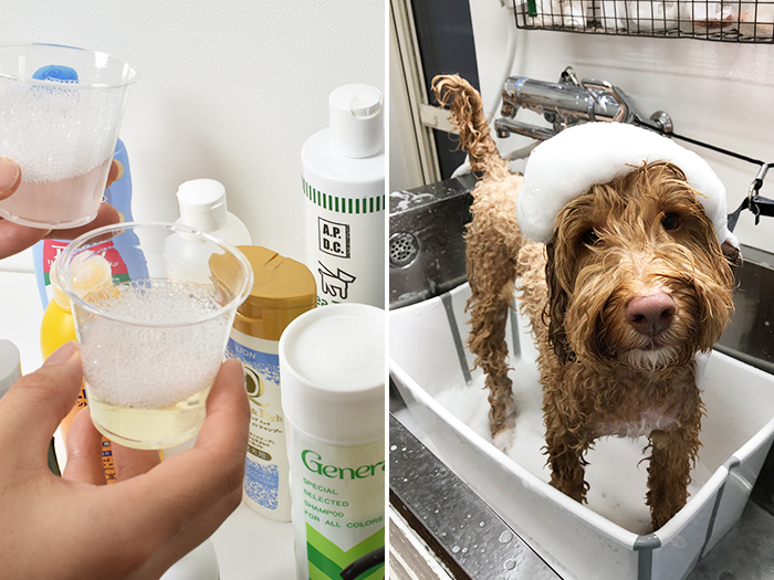 ジョイペット アミノリンスインシャンプー 全犬用を全17商品と比較 口コミや評判を実際に使ってレビューしました Mybest