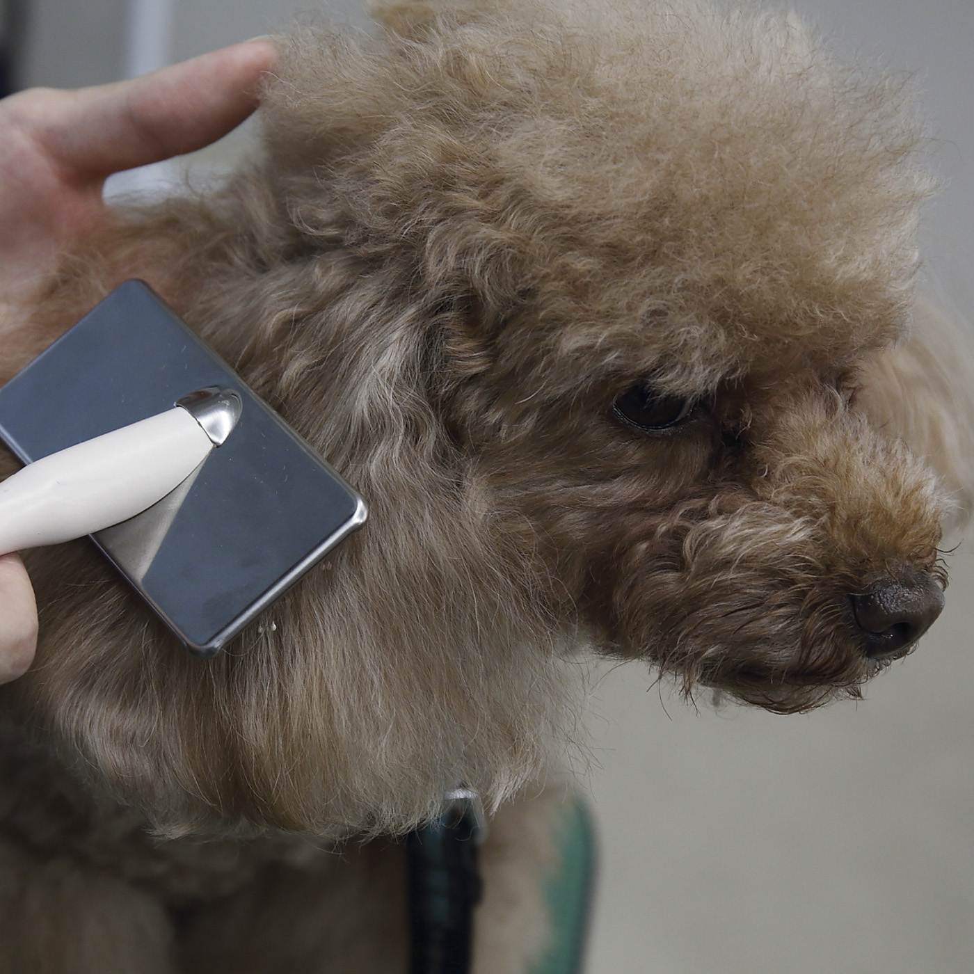 ペティオ プレシャンテ ハードスリッカーブラシを他商品と比較 口コミや評判を実際に使ってレビューしました Mybest