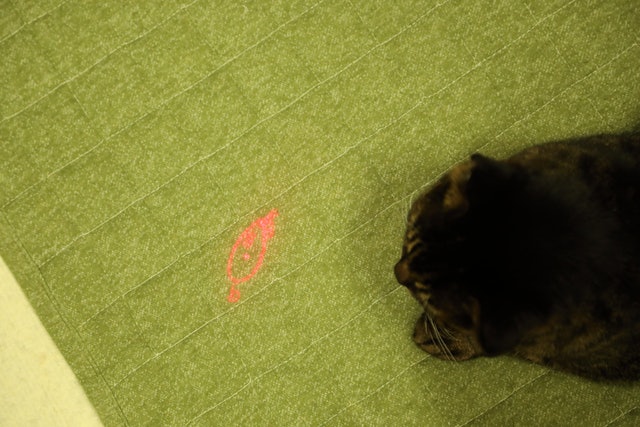 ドギーマンハヤシ じゃれ猫 LEDニャンだろ〜？！光線をレビュー