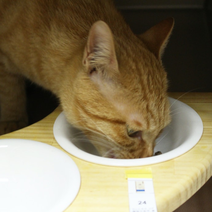 ウェルネスコア 高たんぱく質 穀物不使用を全30商品と比較 口コミや評判を実際に使ってレビューしました Mybest