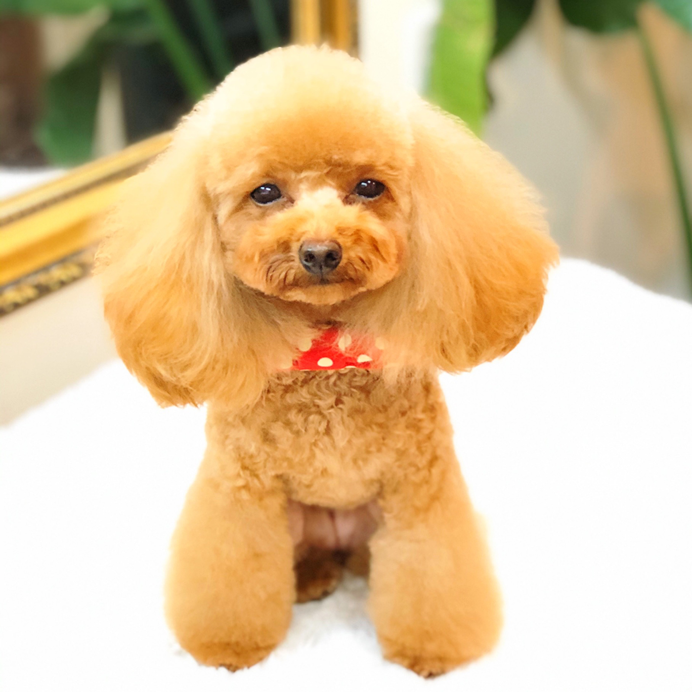 ジョイペット アミノリンスインシャンプー 全犬用を全17商品と比較！口コミや評判を実際に使ってレビューしました！ | mybest