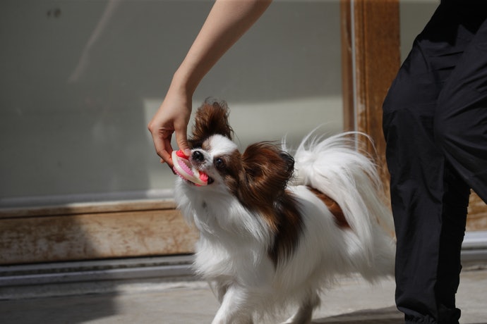 ハーツ デンタル ティーザーを全15商品と比較 口コミや評判を実際に使ってレビューしました Mybest