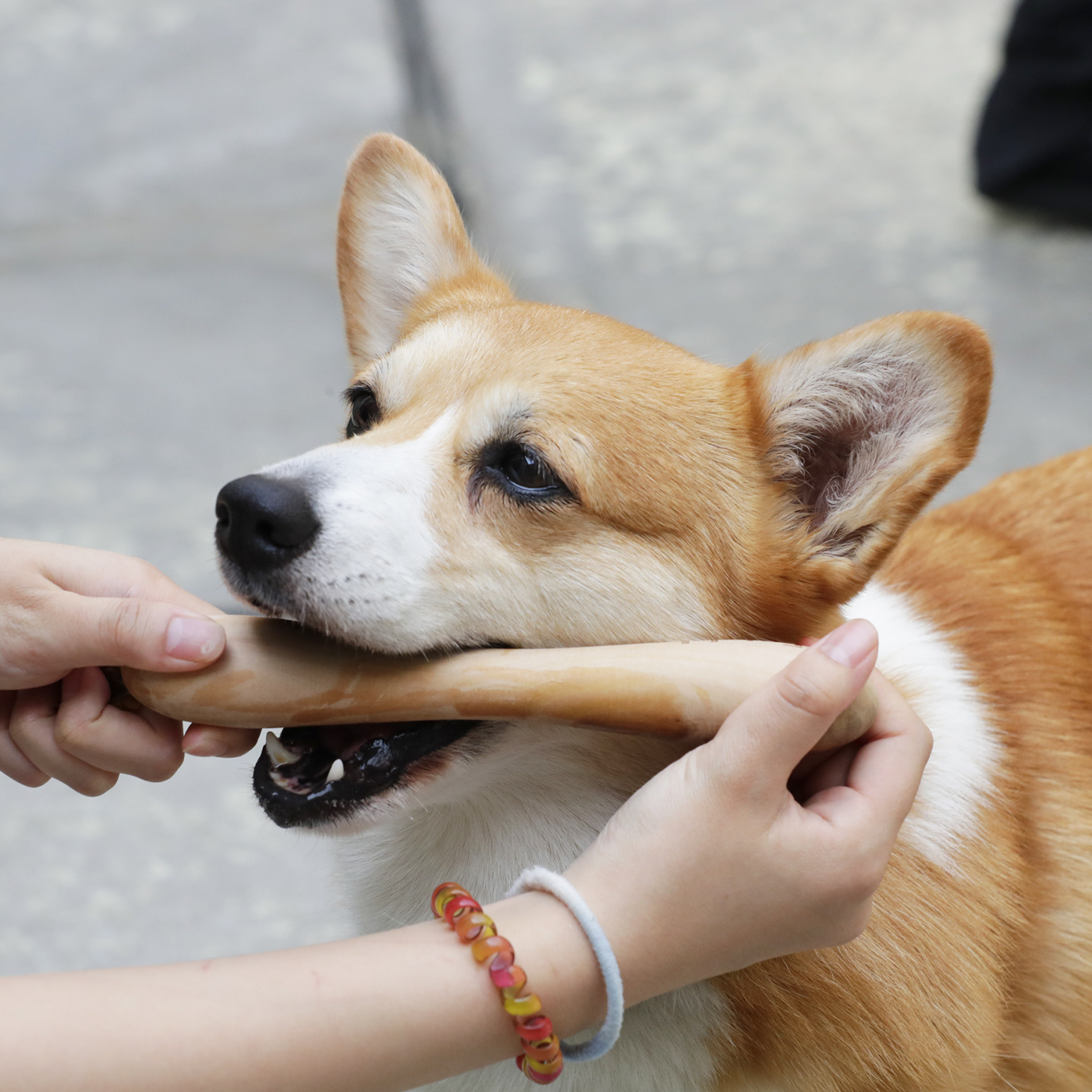 フェッチ オリジナル スモールを全15商品と比較 口コミや評判を実際に使ってレビューしました Mybest