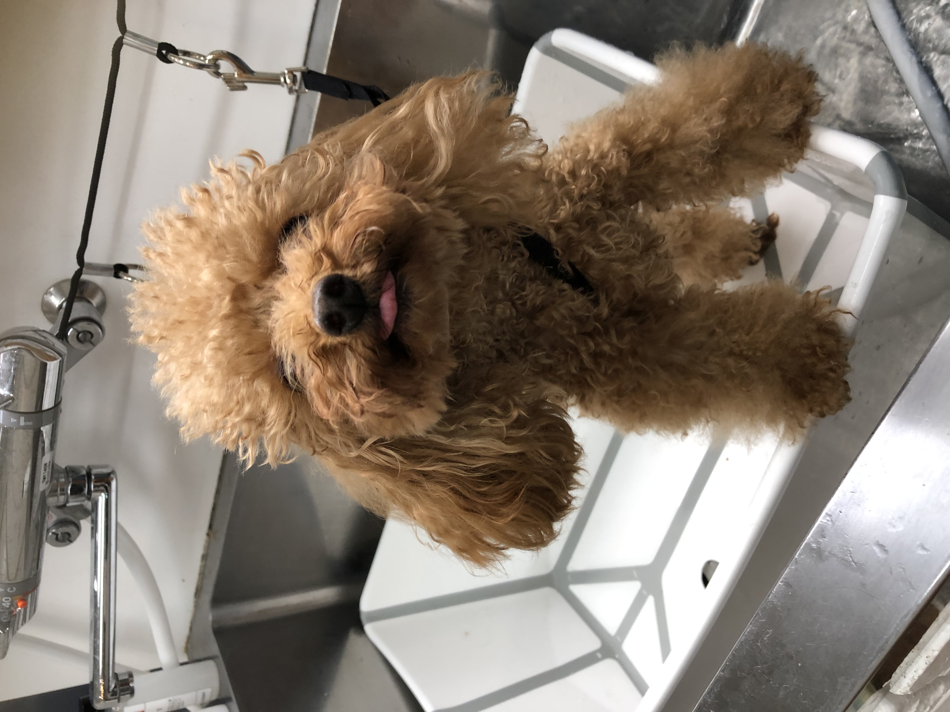 アイリスオーヤマ 無添加リンスインシャンプー 犬猫用を全17商品と比較!口コミや評判を実際に使ってレビューしました! | mybest アイリスオーヤマ 無添加リンスインシャンプー 犬猫用を全17商品と比較!口コミや評判を実際に使ってレビューしました! | mybest