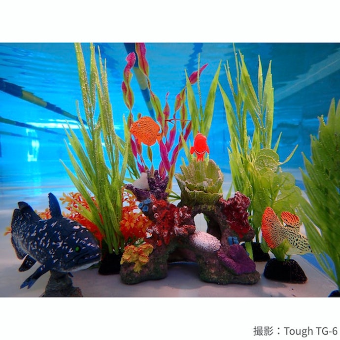 魚の細部まではっきりとわかる。発色がよく、水の色もきれい