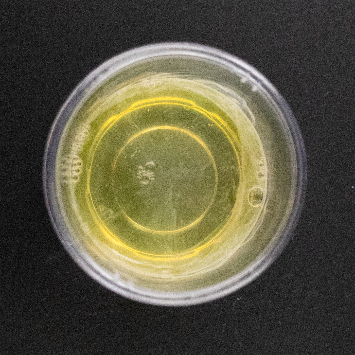 シュワルツコフ オイルローズ シャンプーを全23商品と比較 口コミや評判を実際に使ってレビューしました Mybest