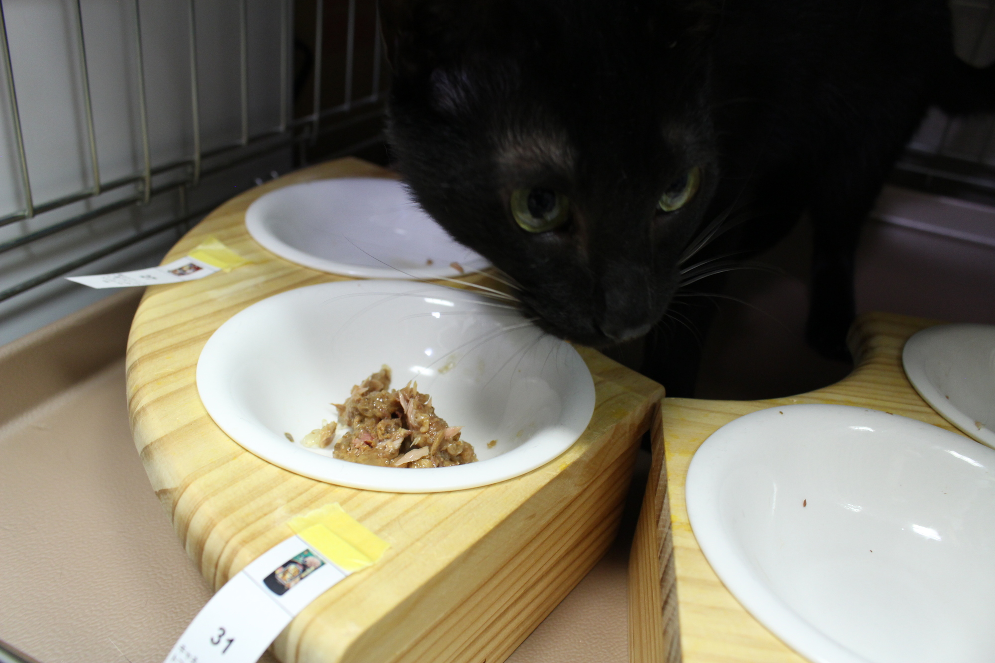 キャネット 魚正 かつおを全35商品と比較！口コミや評判を実際に使ってレビューしました！ | mybest
