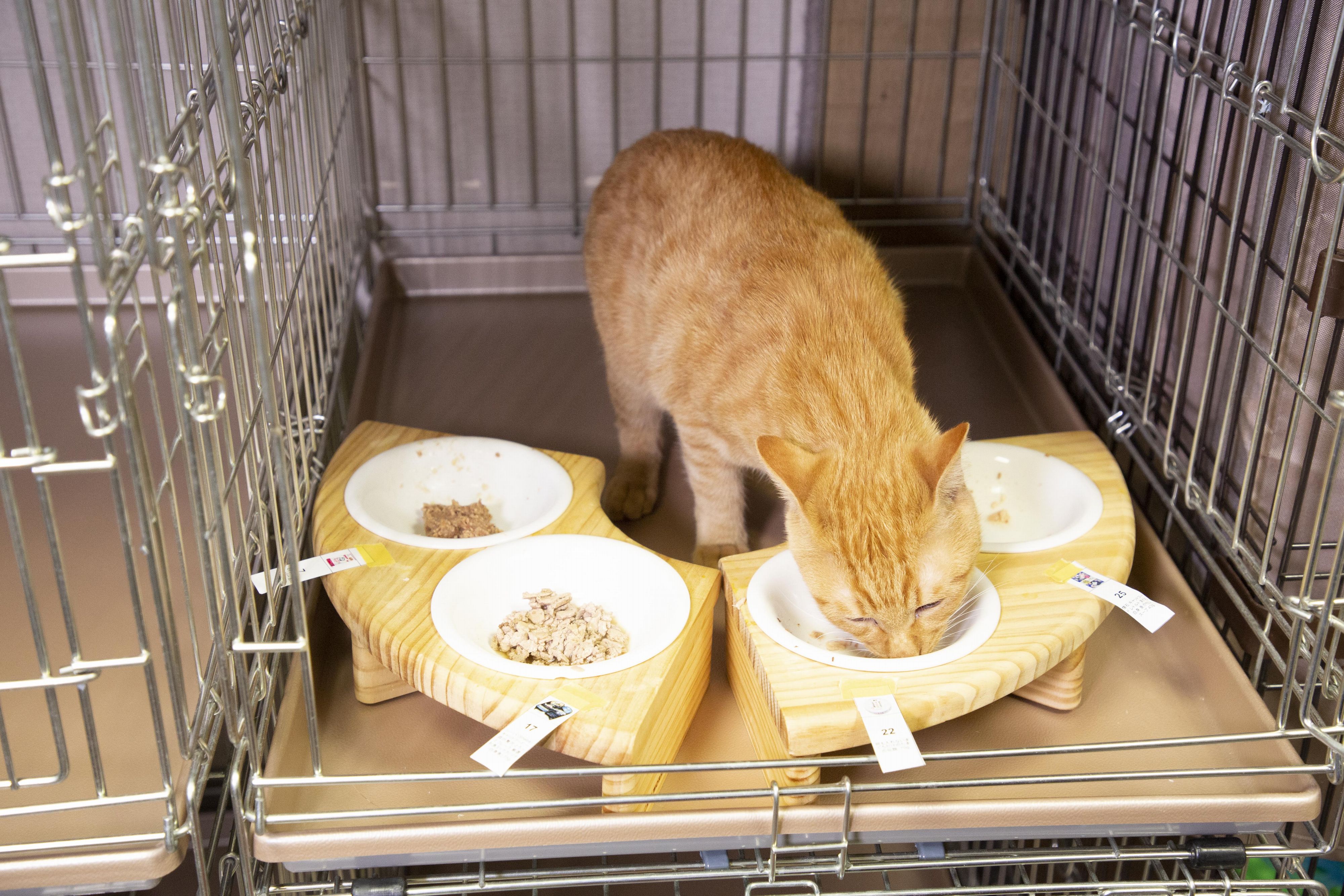 何も入れないまぐろだけのたまの伝説を全35商品と比較 口コミや評判を実際に使ってレビューしました Mybest