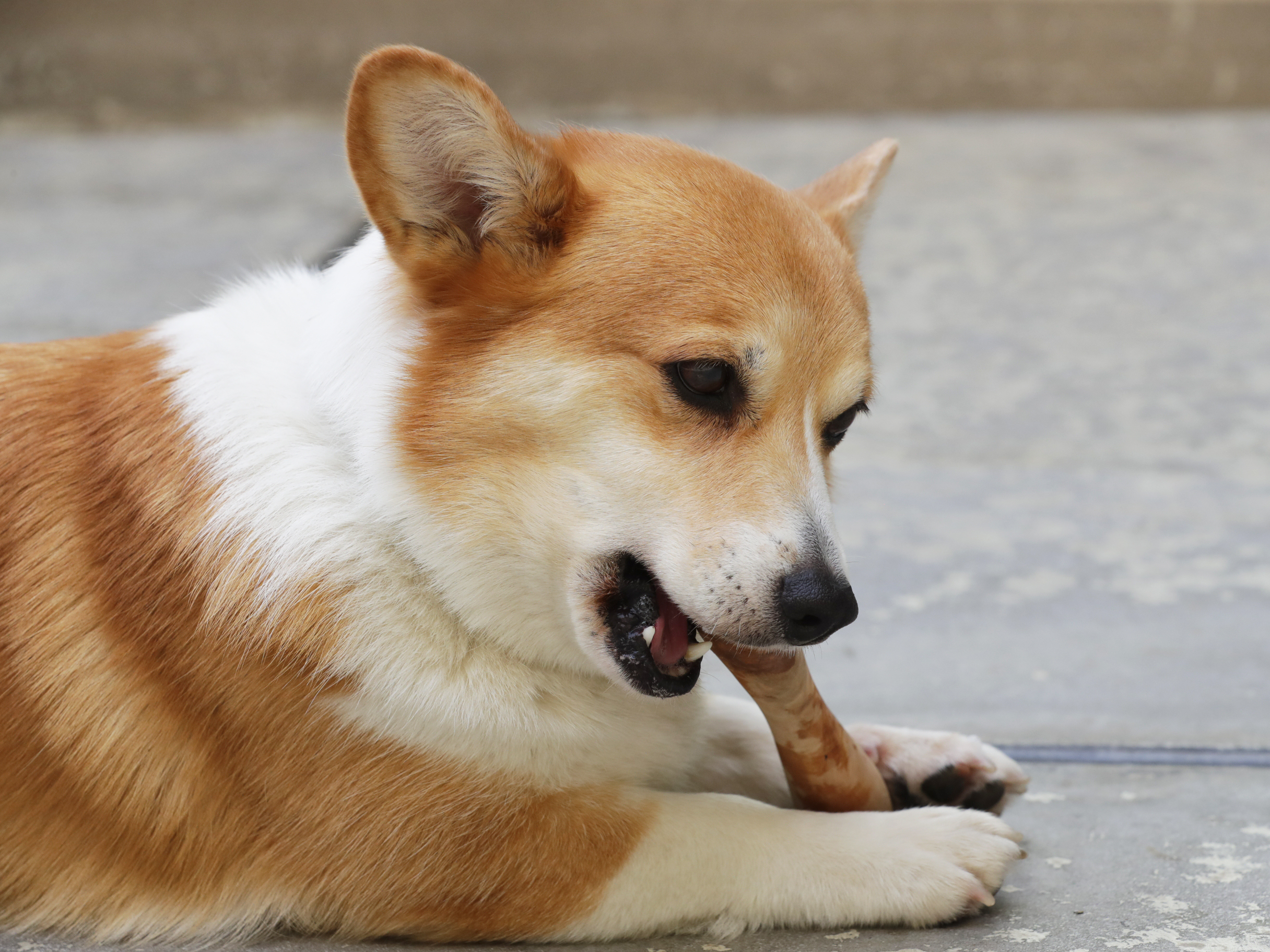 フェッチ オリジナル スモールを全15商品と比較 口コミや評判を実際に使ってレビューしました Mybest