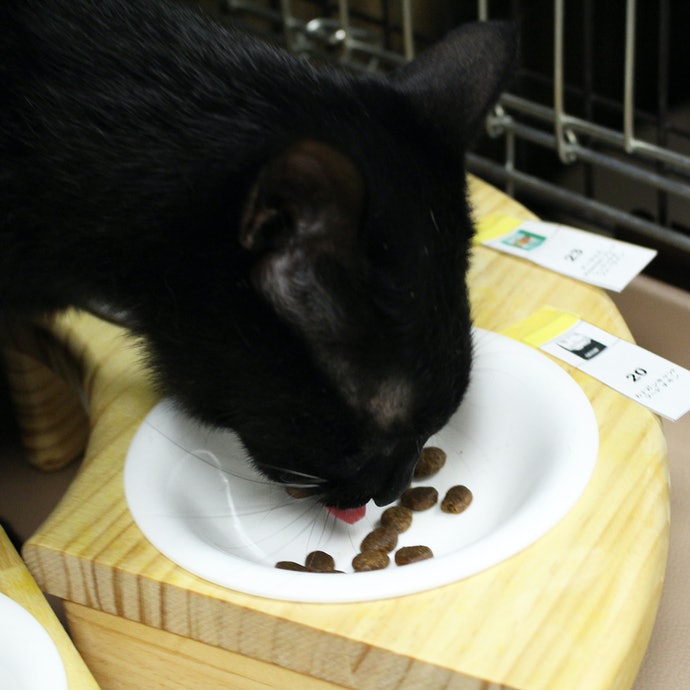 カナガン　キャットフード Amazon | カナガン キャットフード チキン (1.5kg) ドライフード