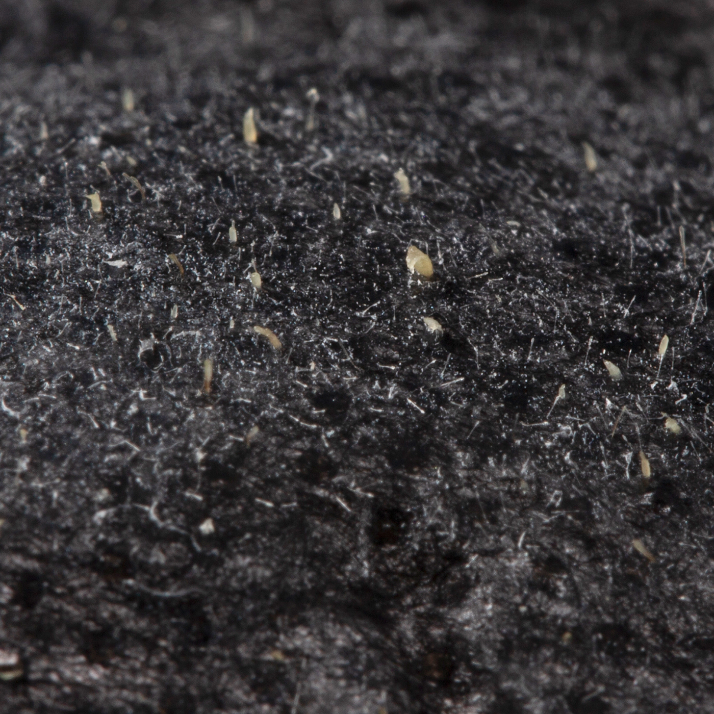 メンズ ソフティモ 鼻用 肌荒れ 黒パック 角質ケア 薬用 Softymo 10枚入 小鼻 皮脂 すべすべ つるつる 汚れ 乾燥 パック