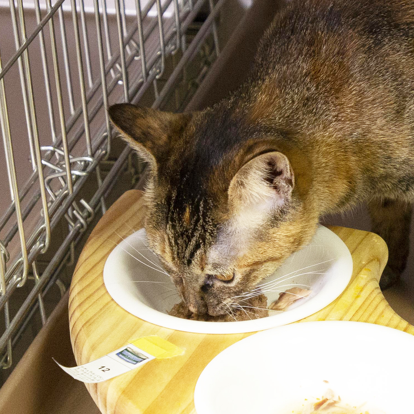 ナチュラルバランス オーシャンフィッシュ 猫缶を全35商品と比較 口コミや評判を実際に使ってレビューしました Mybest