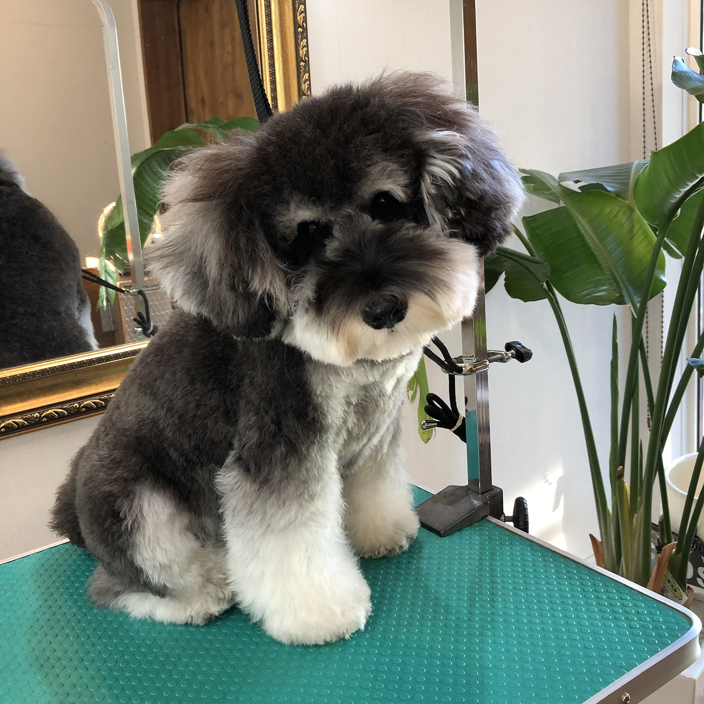 市場 ライオン商事:QuickRich 200ml リフレッシュサボン トリートメントインシャンプー 愛犬用 4903351098053