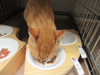 カルカンドライ毛玉ケア かつおとチキン味を全30商品と比較 口コミや評判を実際に使ってレビューしました Mybest