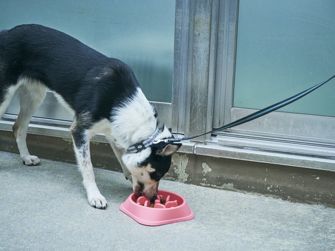 Diester ペット用 早食い防止食器を全10商品と比較 口コミや評判を実際に使ってレビューしました Mybest