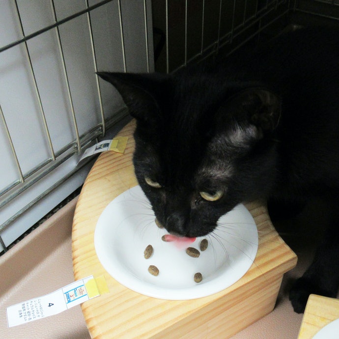 ニュートロ 避妊・去勢猫アダルト白身魚を全30商品と比較！口コミや評判を実際に使ってレビューしました！ | mybest