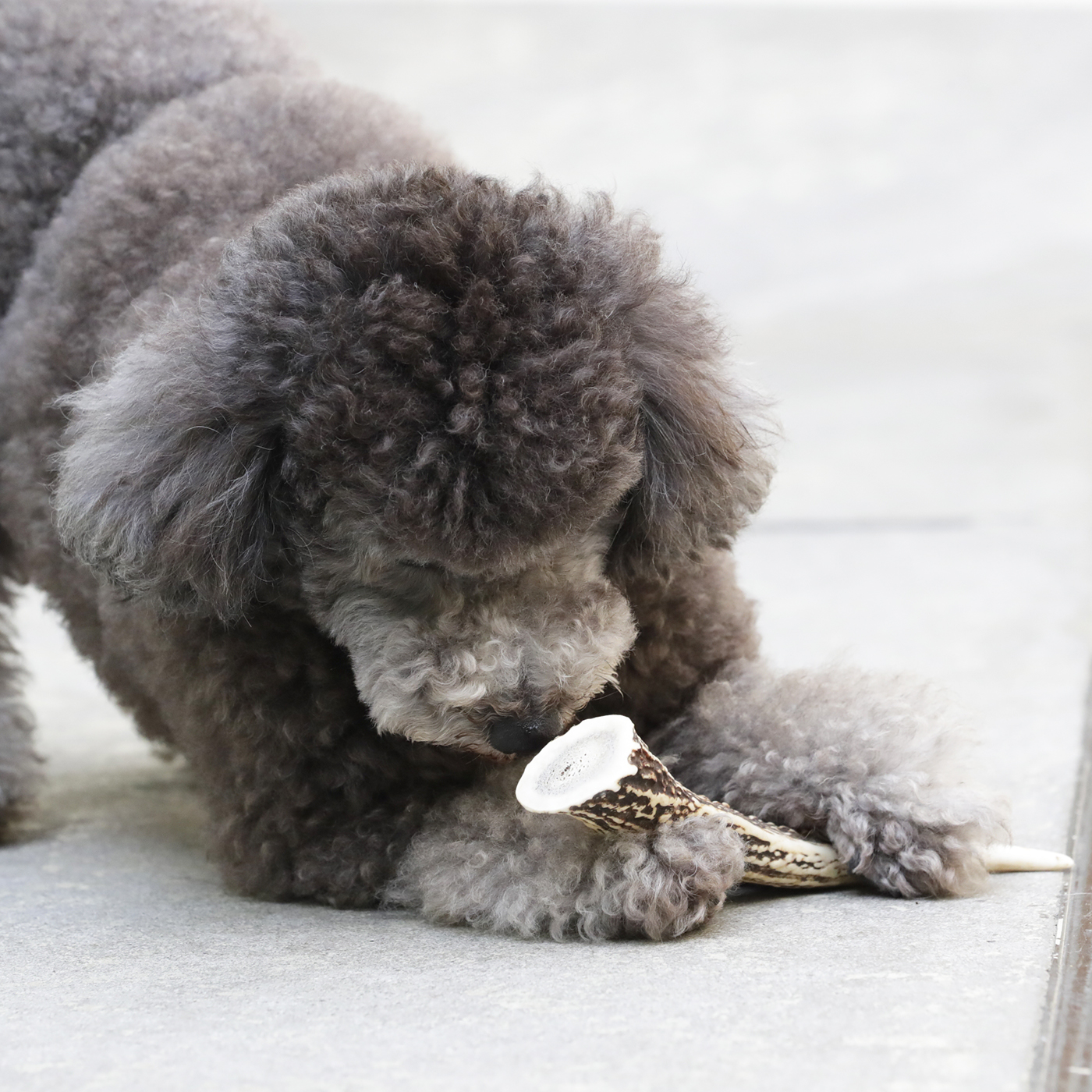 イチカワクリーニング 鹿の角を全15商品と比較 口コミや評判を実際に使ってレビューしました Mybest