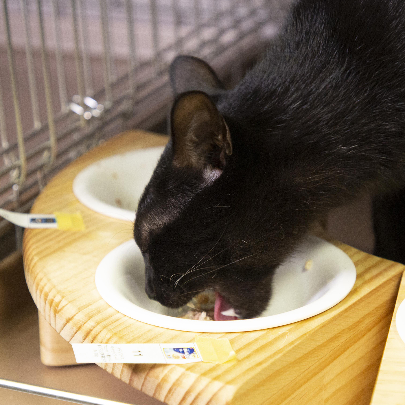 メディファス ウェット 1歳から まぐろと若鶏ささみを全35商品と比較 口コミや評判を実際に使ってレビューしました Mybest