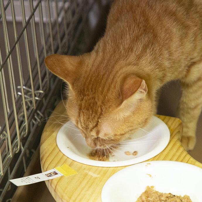 銀のスプーン 三ツ星グルメ パウチフレークをレビュー！クチコミ・評判