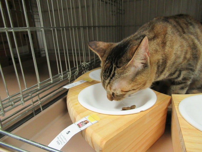 ニュートロ ワイルドレシピ 猫をレビュー!クチコミ・評判をもと ニュートロ ワイルドレシピ 猫をレビュー!クチコミ・評判をもと
