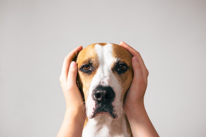 怖がりな犬でも驚きにくい静かな稼働音