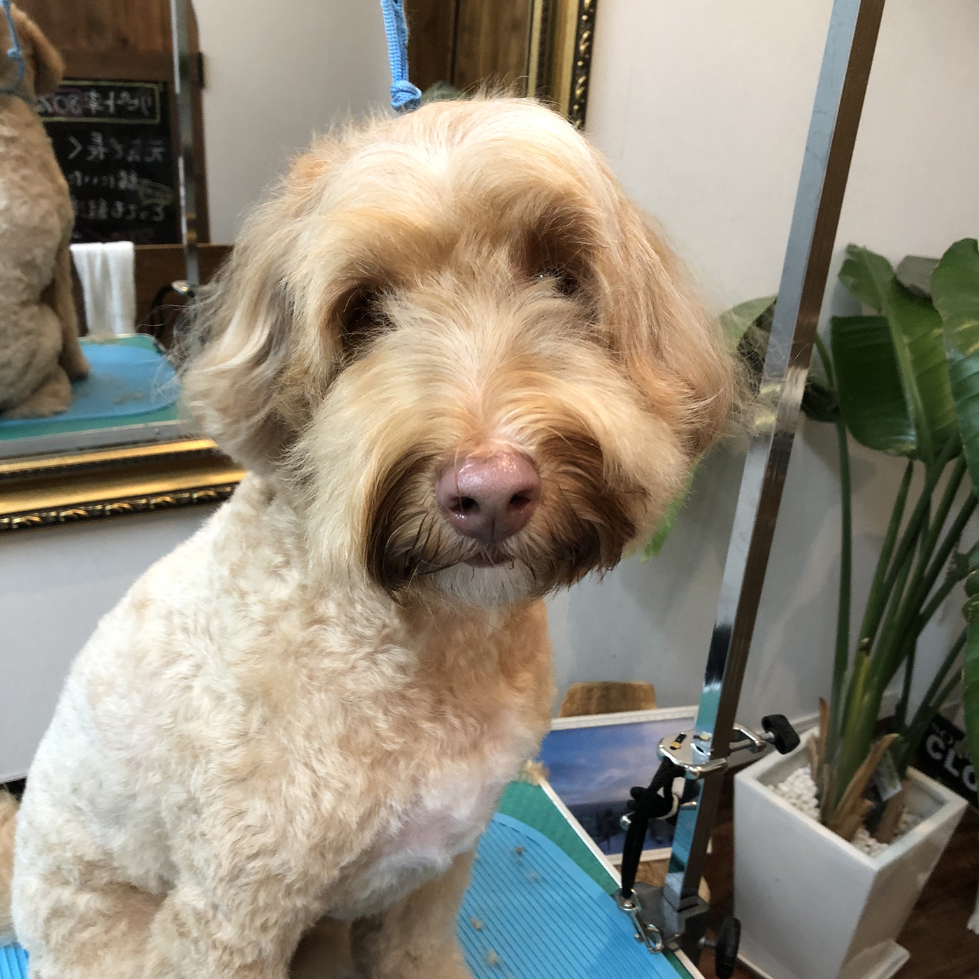 ハッピーピーター Mybest