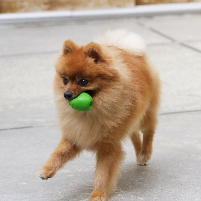 サンジョルディ たまごちゃんを全15商品と比較 口コミや評判を実際に使ってレビューしました Mybest