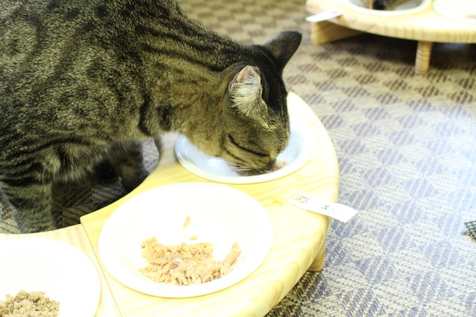 金缶芳醇 パウチを全35商品と比較！口コミや評判を実際に使ってレビューしました！ | mybest