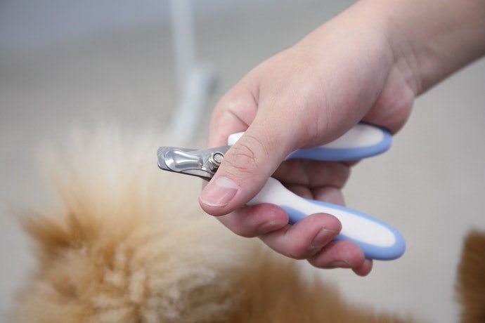 Lavuky ペット用 爪切り 爪ヤスリ セットを全17商品と比較 口コミや評判を実際に使ってレビューしました Mybest