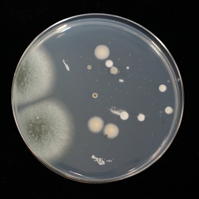1週間でカビ菌が発生。こまめに水を交換して