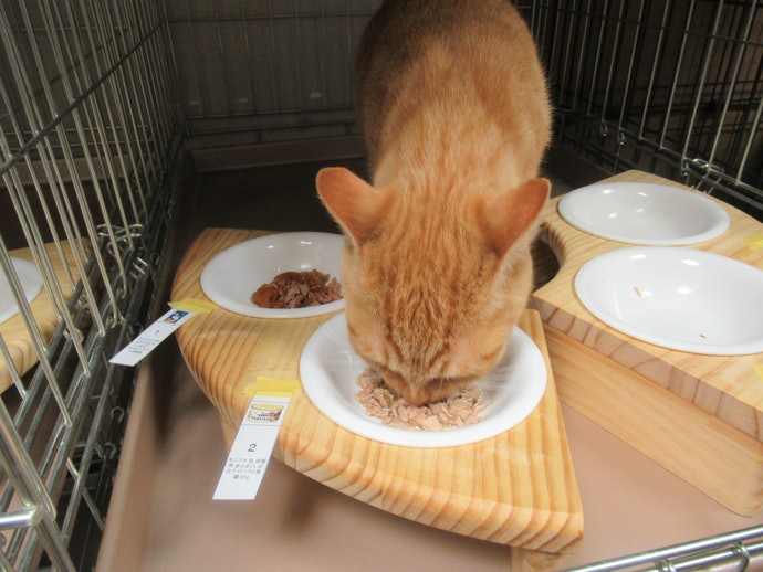 モンプチ 缶 あらほぐし仕立て ロースト若鶏を全35商品と比較 口コミや評判を実際に使ってレビューしました Mybest