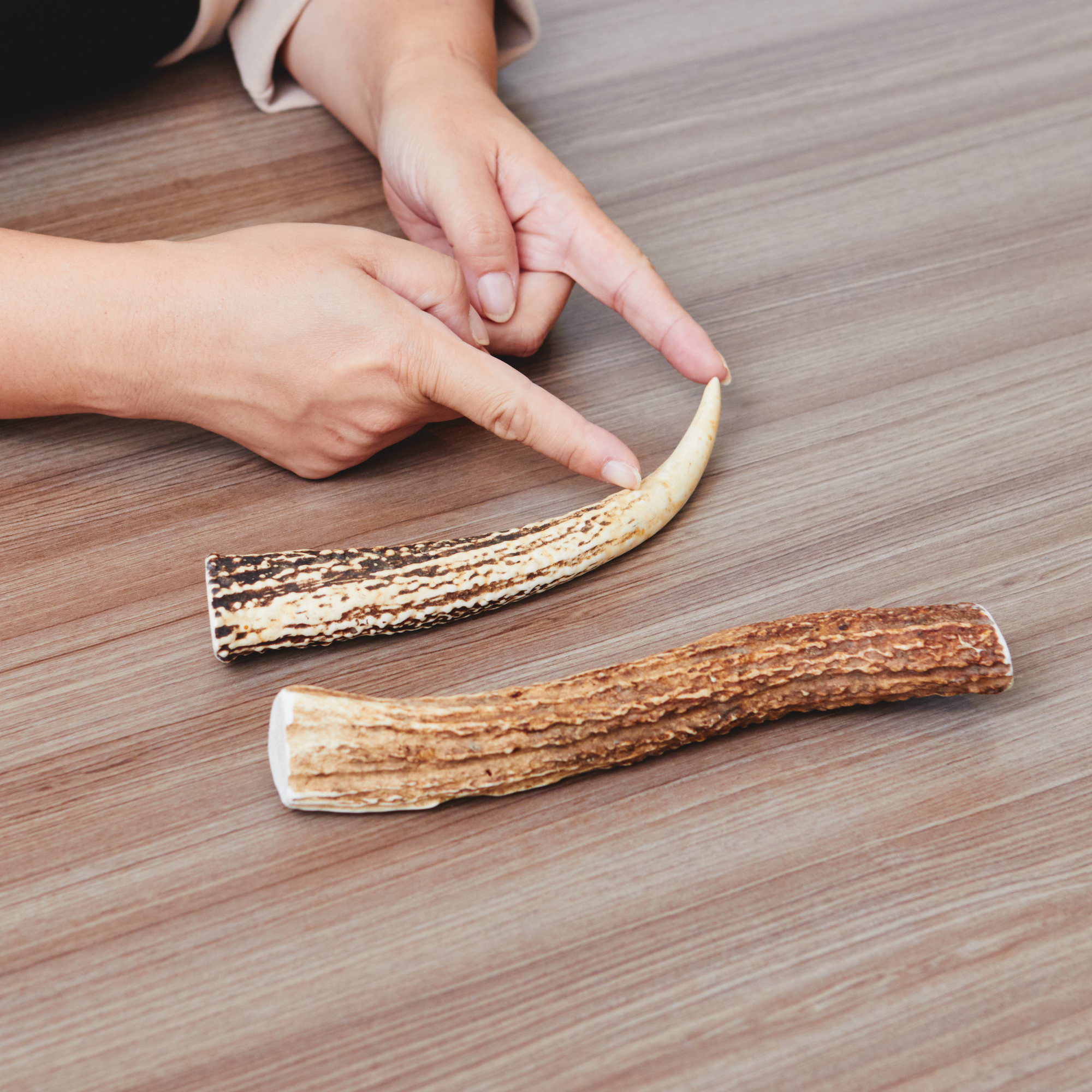 イチカワクリーニング 鹿の角を全15商品と比較 口コミや評判を実際に使ってレビューしました Mybest