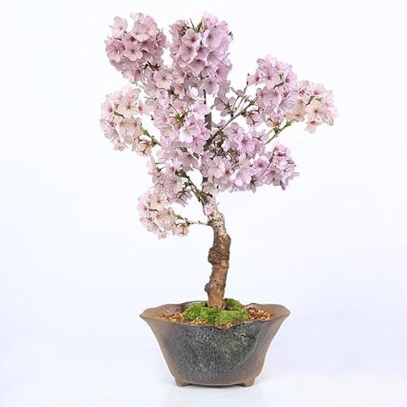 桜盆栽 御殿場桜 1