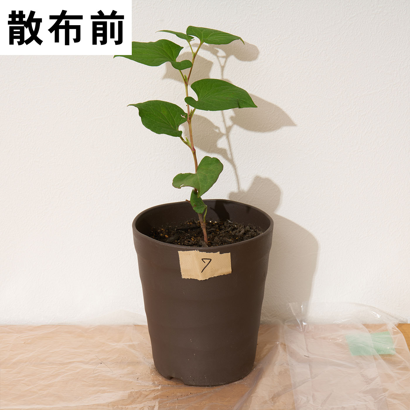 中島商事 レモングラスとお酢の除草液シャワーを検証レビュー！除草剤の選び方も紹介 4