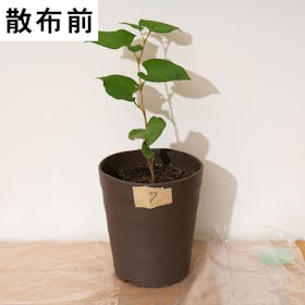 中島商事 レモングラスとお酢の除草液シャワーを検証レビュー!除草剤の選び方も紹介 4