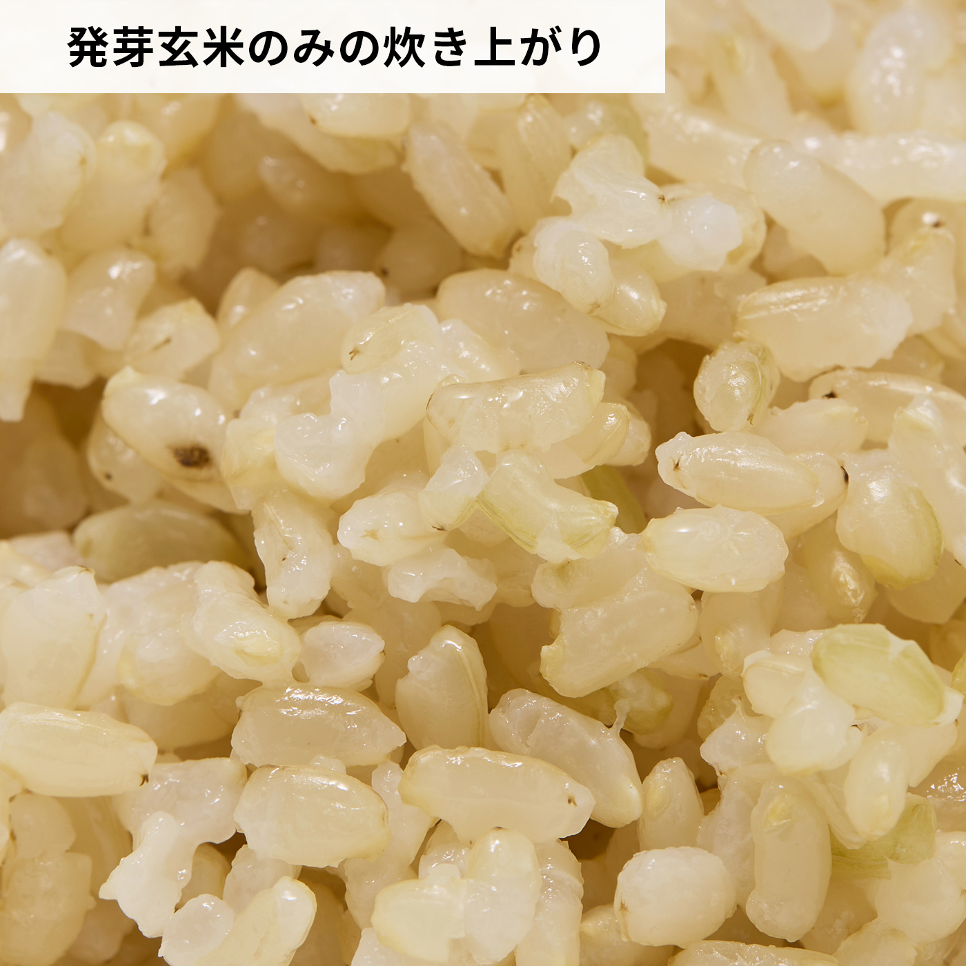 発芽玄米 6