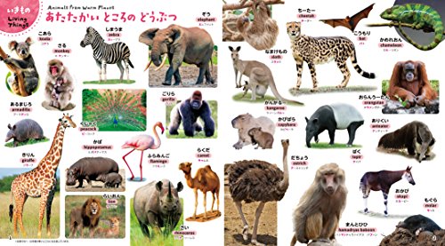 はじめてずかん これ、な～に？650 2