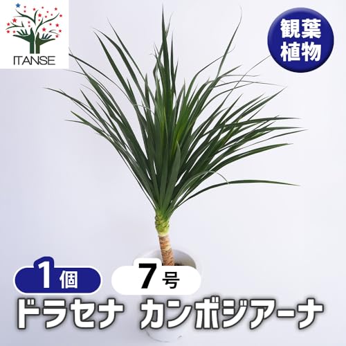 ドラセナ カンボジアーナ 観葉植物 2